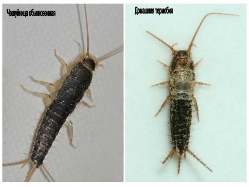 ❶ тараканы в ванной: откуда они, что делать и как избавиться