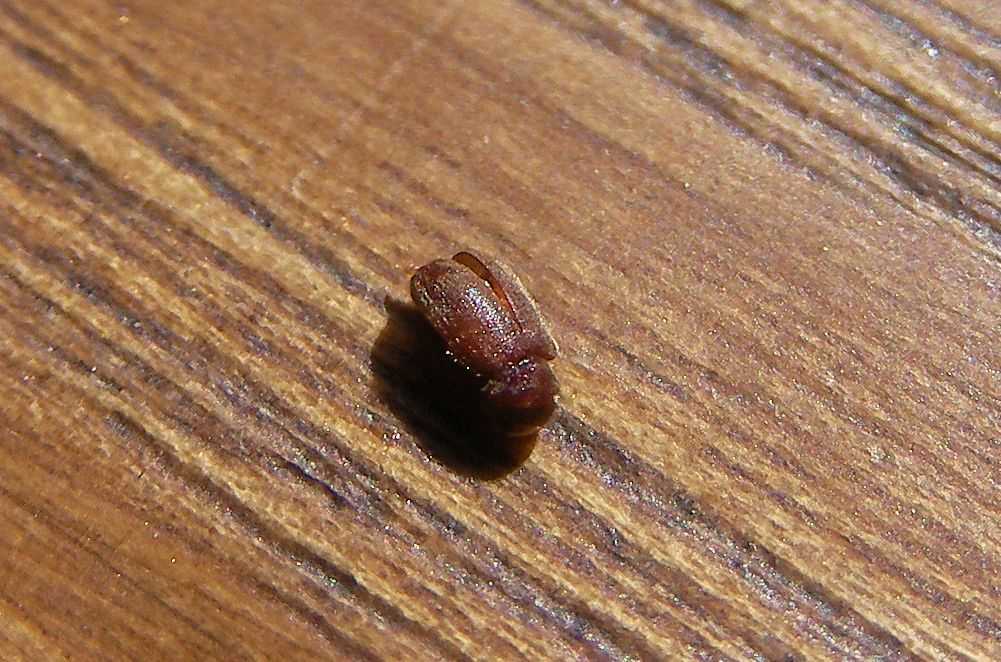 Маленькие коричневые жучки в квартире – фото и названия