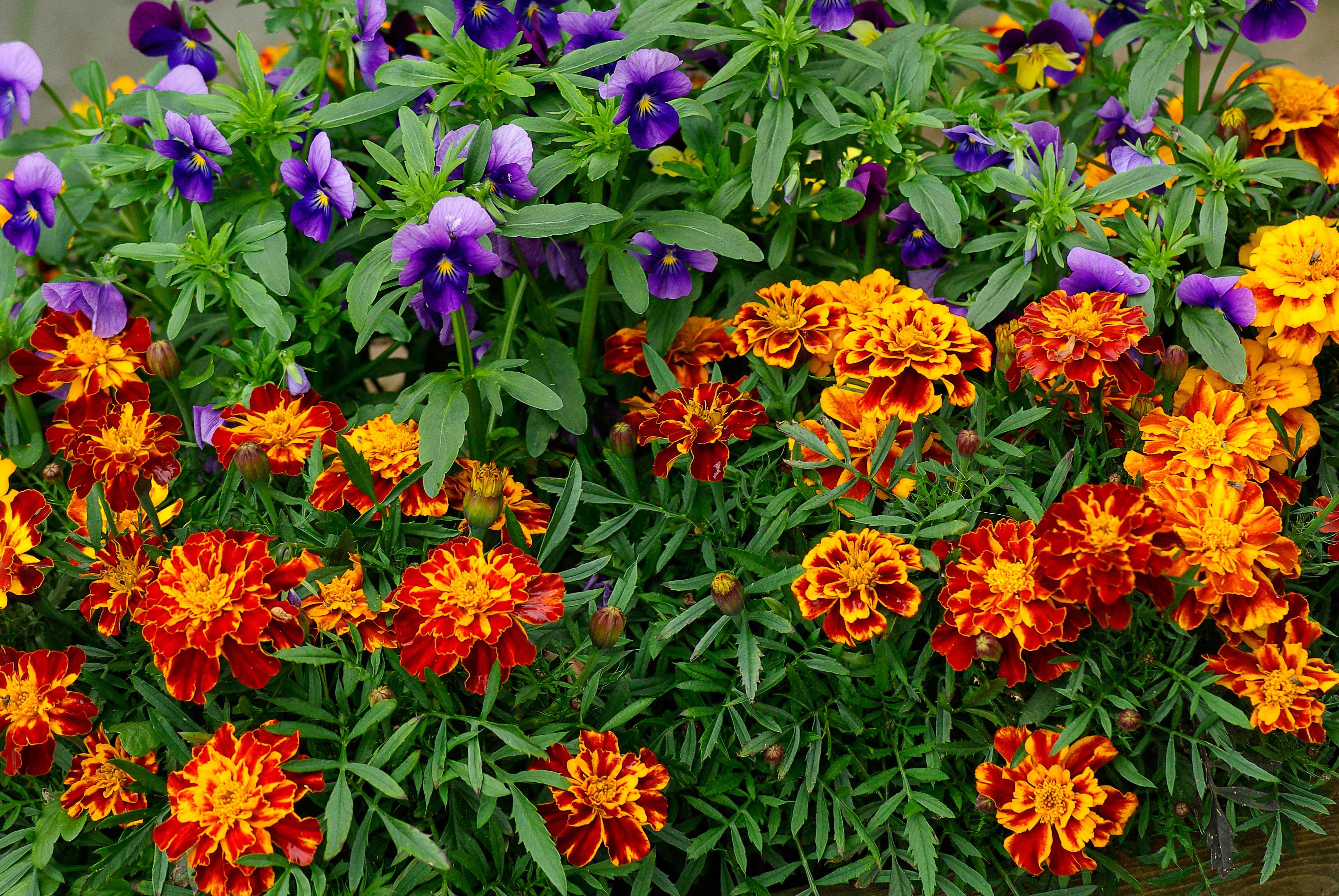 Цветы многолетники для сада неприхотливые долгоцветущие фото и названия
