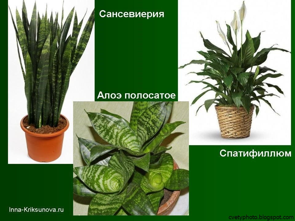 Определитель комнатных растений с фотографиями