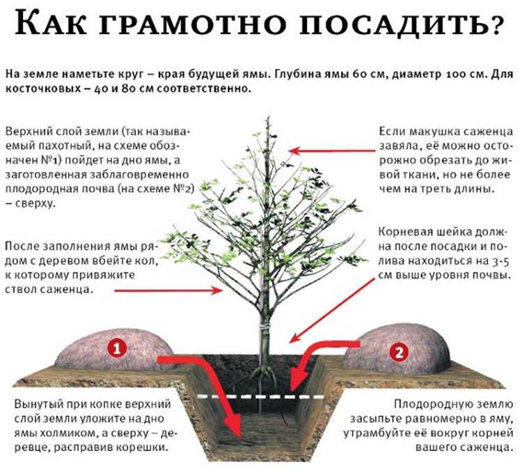 Правила посадки саженцев плодовых деревьев