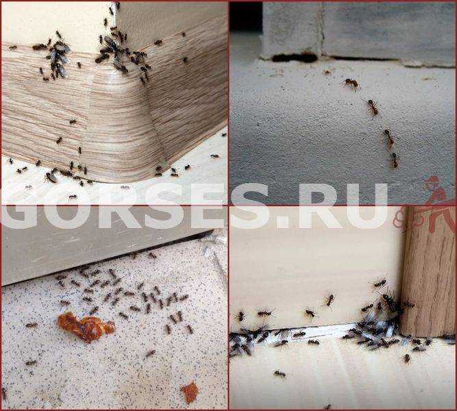 Как навсегда избавиться от муравьев в доме: народные средства в домашних условиях