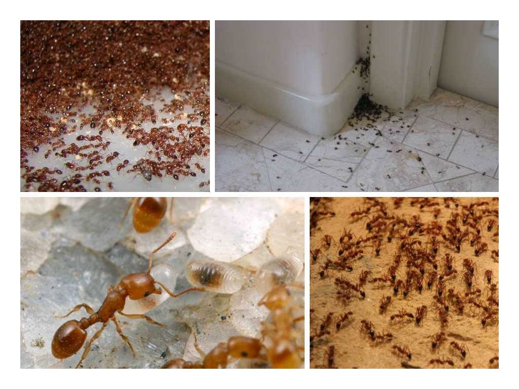 Чтобы избавиться от муравьев в квартире или доме самостоятельно, можно применить бытовые, а также достаточно эффективные народные средства