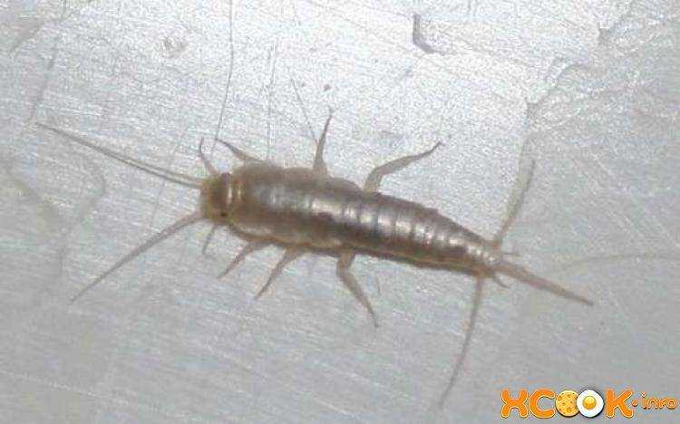 Маленькие черные червячки в ванной. насекомые в ванной: фото и названия | дома от и до
