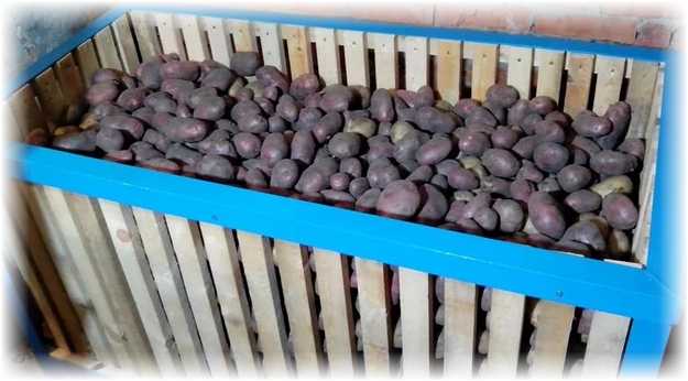 Как хранить картофель на балконе зимой: проверенные способы хранения картошки