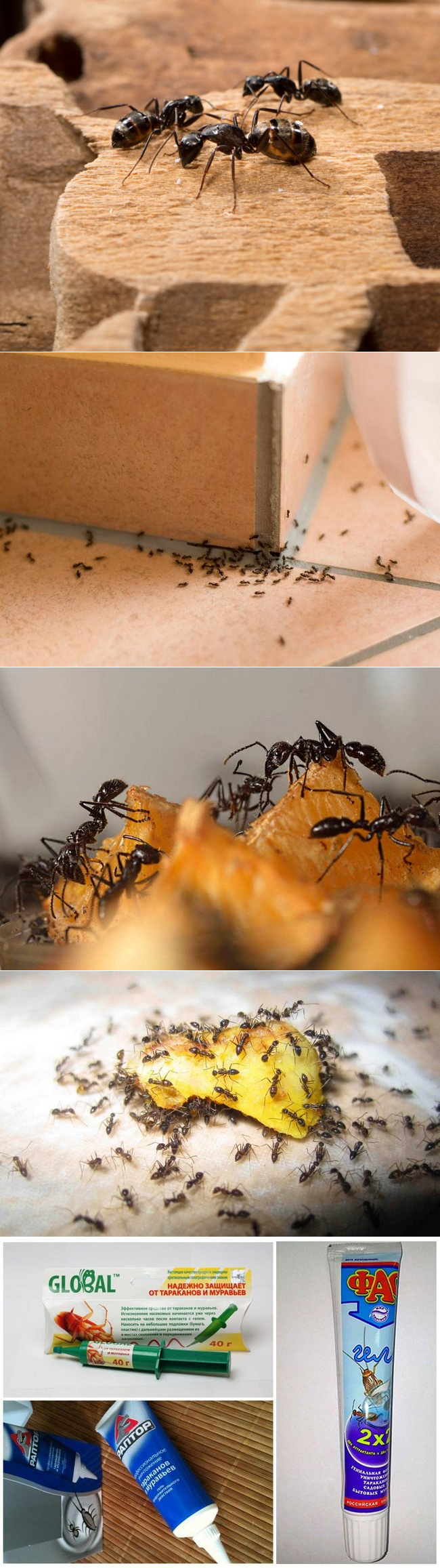 Как избавиться от рыжих муравьев в квартире и частном доме