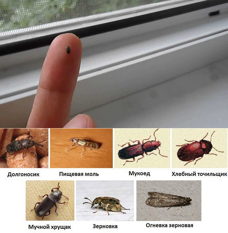 Почему появляются маленькие черные жучки в квартире и как избавиться от назойливых насекомых