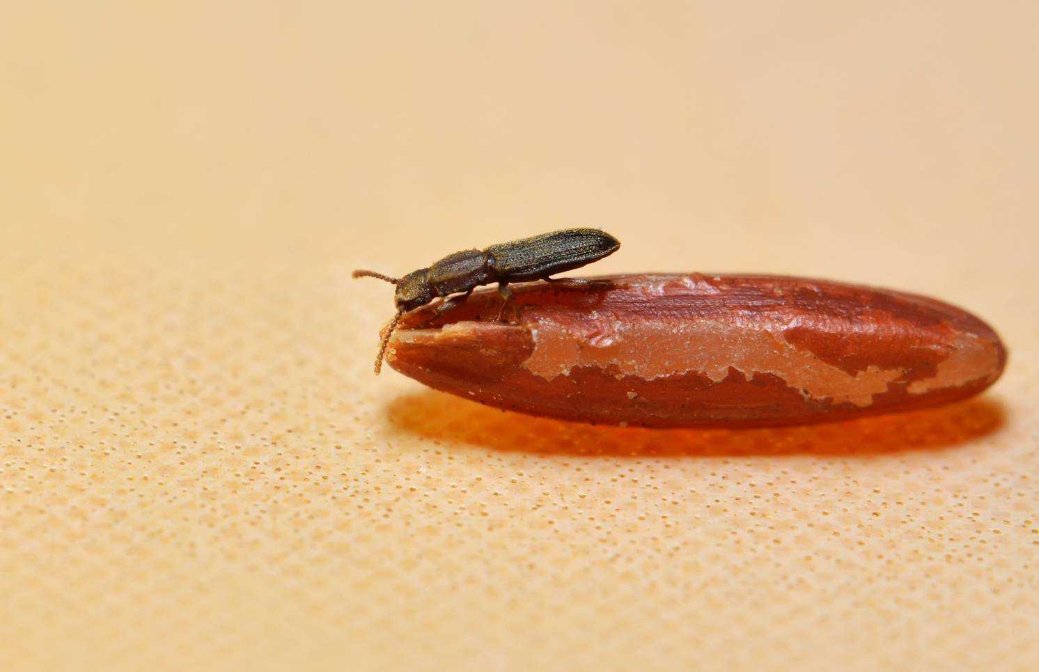 Жучки в крупе: 12 способов, как избавиться от паразитов навсегда