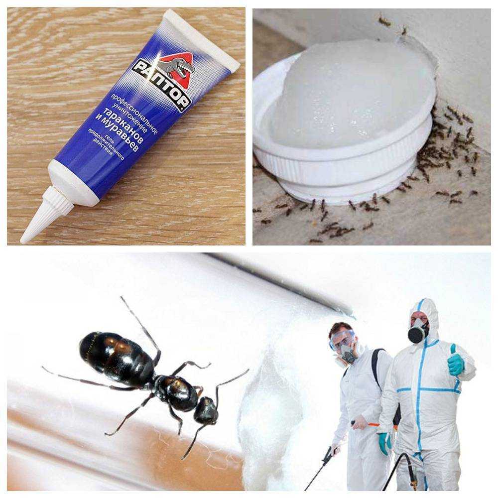 Как избавиться от муравьев на кухне в домашних условиях быстро?