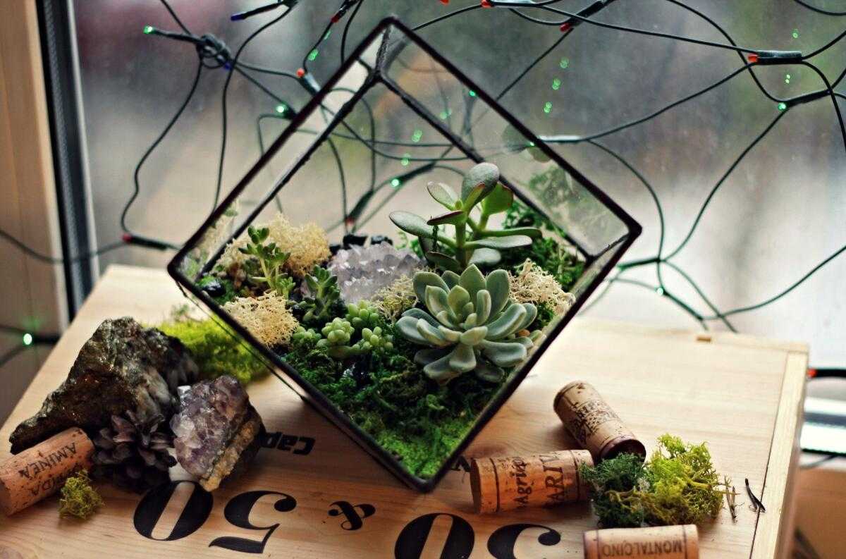 Флорариум своими руками: пошаговая инструкция по созданию мини-сада из суккулентов