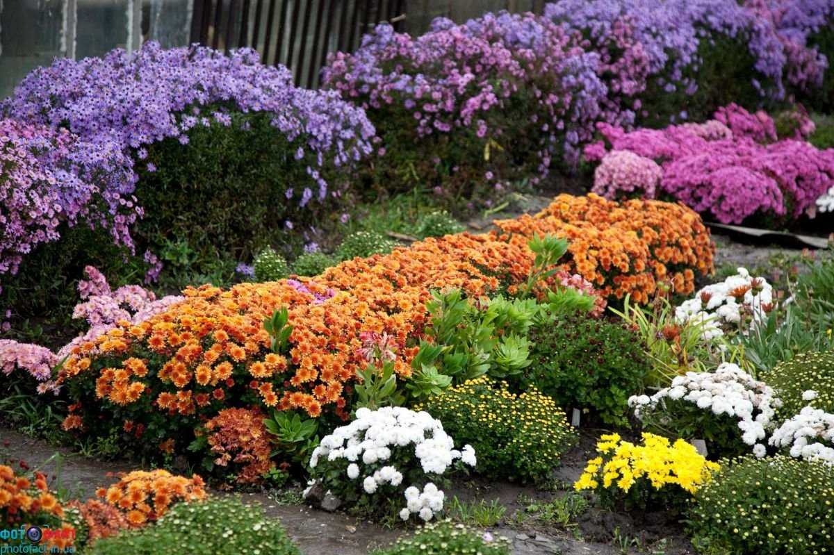Цветы на даче: какие лучше всего посадить? [фото, названия]?2019