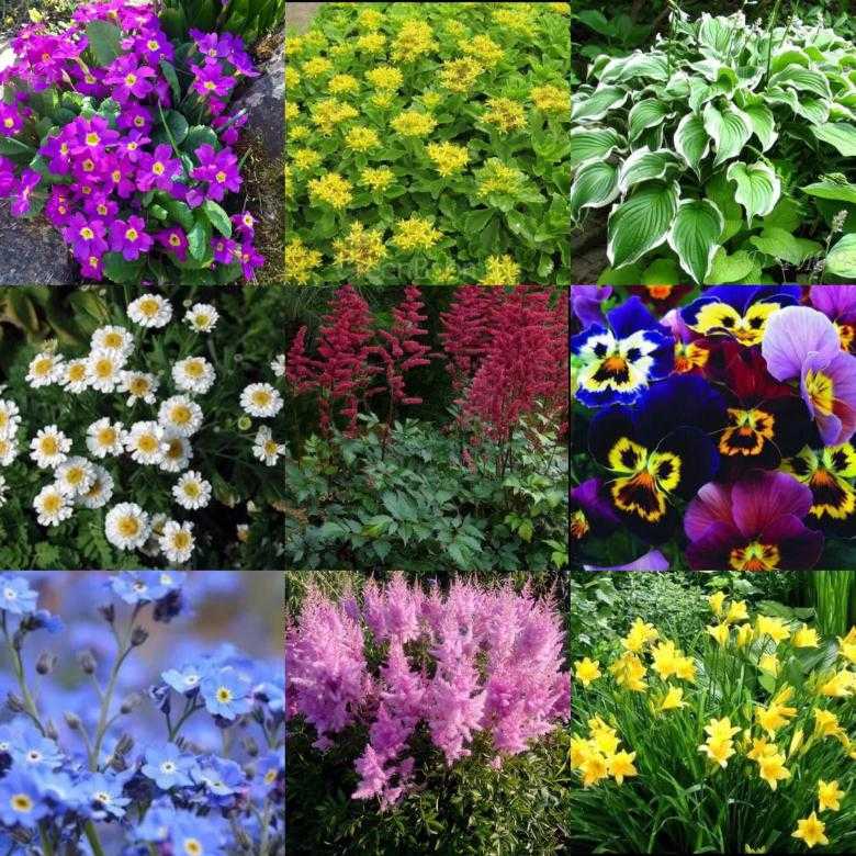 Лучшие однолетние цветы для клумбы на дачном участке - обзор неприхотливых цветов с фото и названиями
