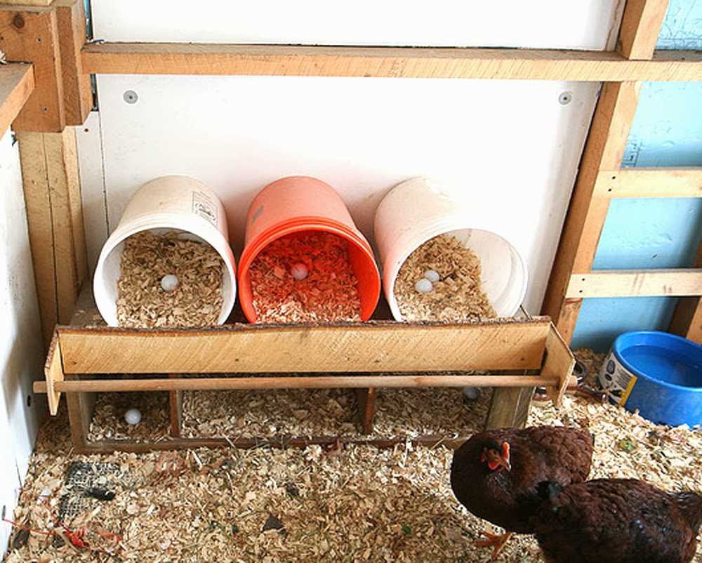 Гнезда в курятнике (20 фото): размеры. как своими руками правильно сделать куриные насесты? расположение гнезд для кур, на какой высоте их вешать
