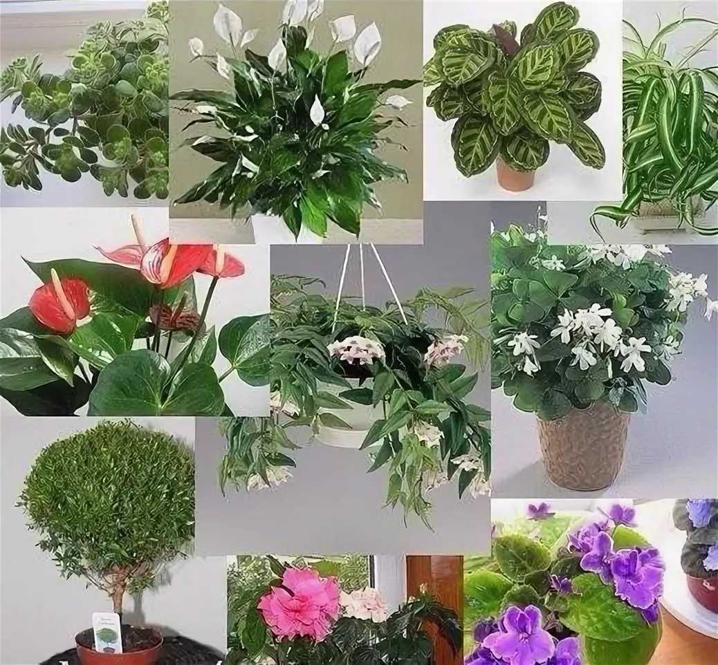 Комнатные растения виды с фото