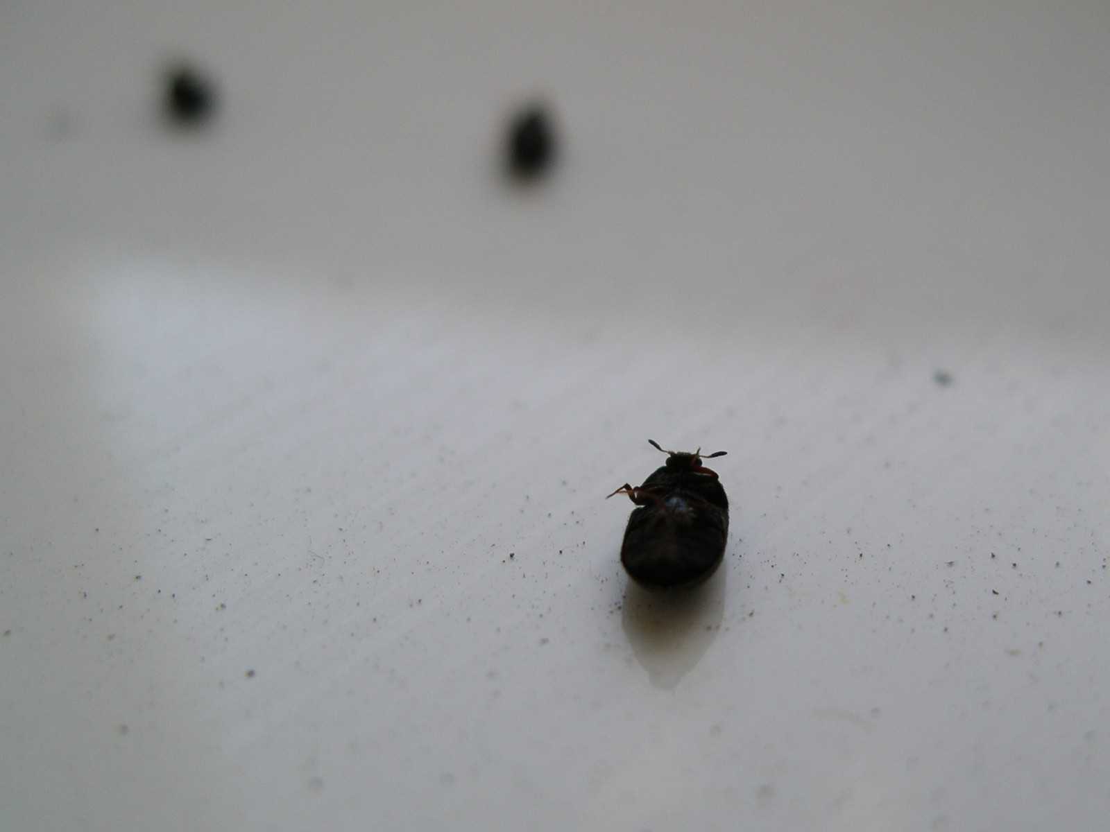 Летающий маленький коричневый жучок в квартире на подоконнике: фото, как избавиться?