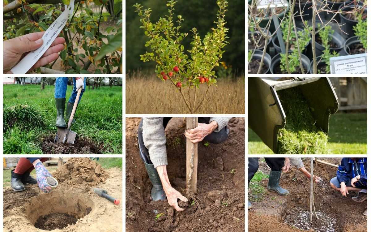 Как посадить саженцы деревьев. пошаговая инструкция для всех садоводов
