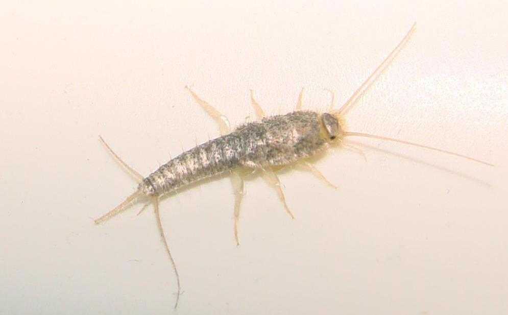 Появление насекомых в ванной комнате, особенности размножения и методы борьбы