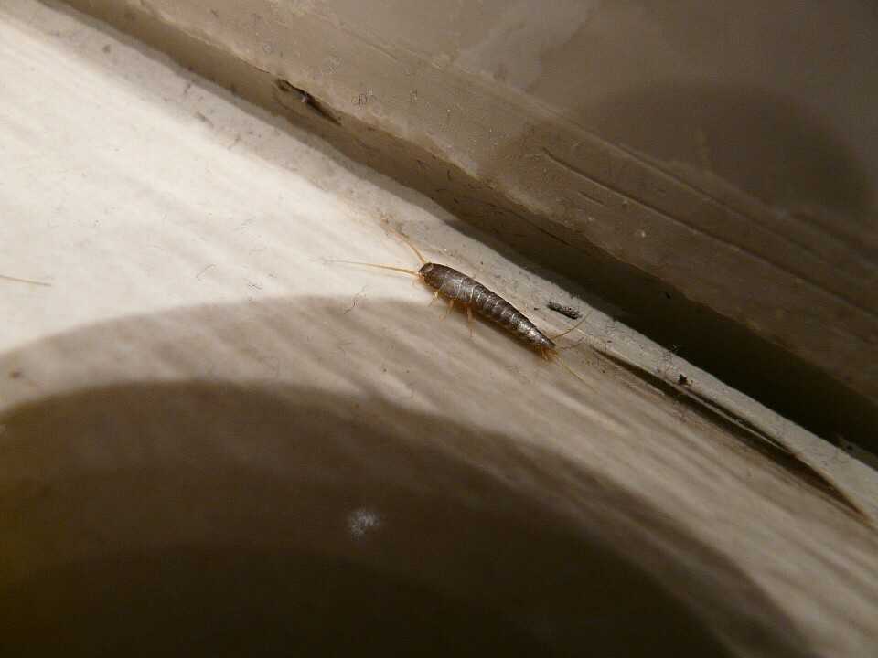 Тараканы в ванной комнате и туалете — откуда берутся, что делать, могут ли вылазить из раковины, как эффективно избавиться от них