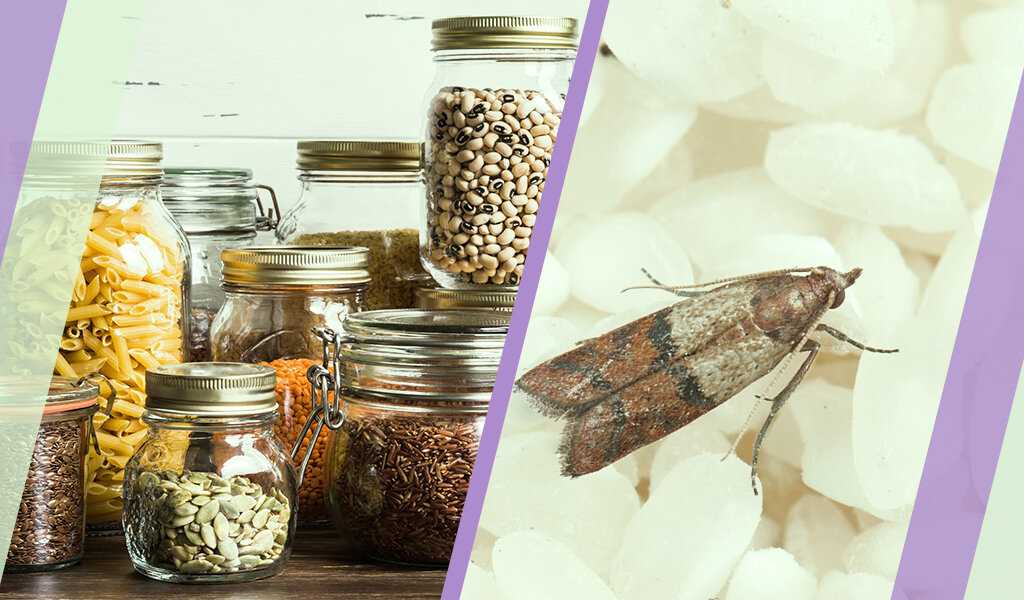 10 самых лучших народных средств от пищевой моли– как избавиться от моли на кухне