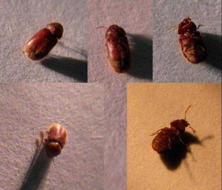 Маленькие коричневые жучки в квартире: причины появления дома мелких букашек, их размножение и питание