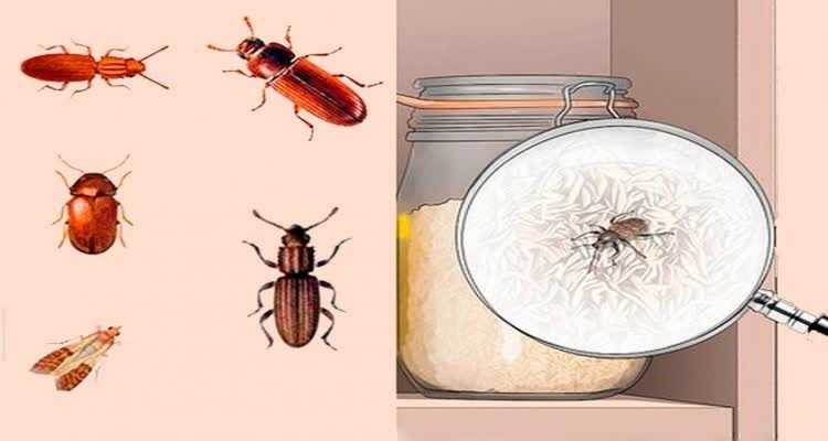 Жучки на кухне: почему в крупе, муке и манке могут заводиться насекомые, как от них избавиться?