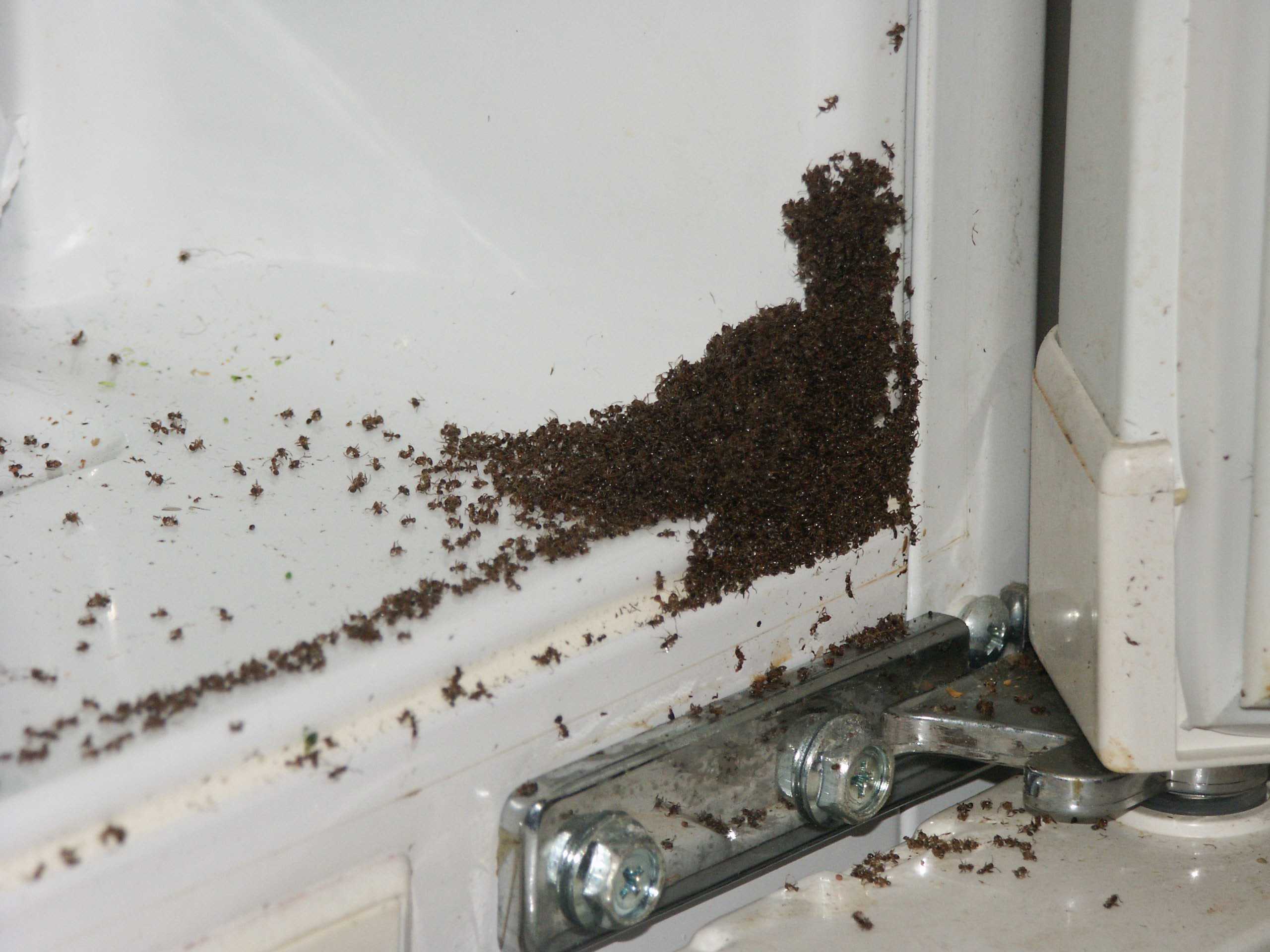 Как избавиться от рыжих муравьев в квартире и в доме навсегда?