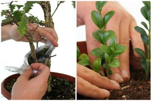 Как размножается бонсай - три способа вырастить маленький сад, фото